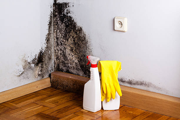 Mold Odor Removal Services in Petoskey, MI